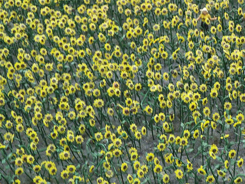 Campo de girasoles con sorpresa