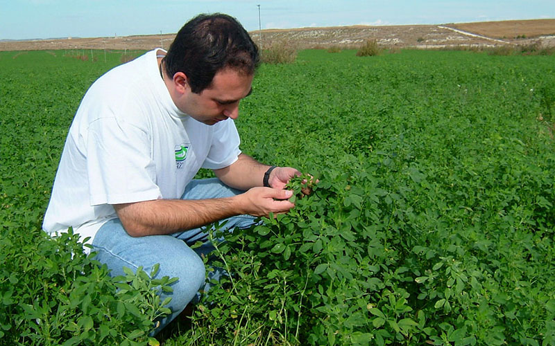 Técnico de campo en alfalfa