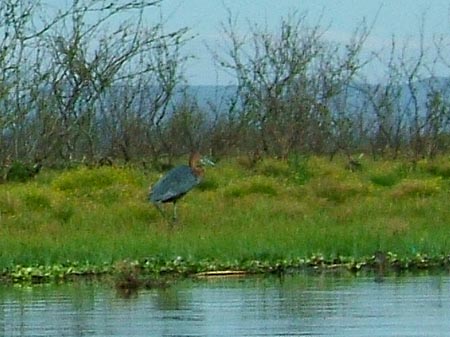 Goliath Heron